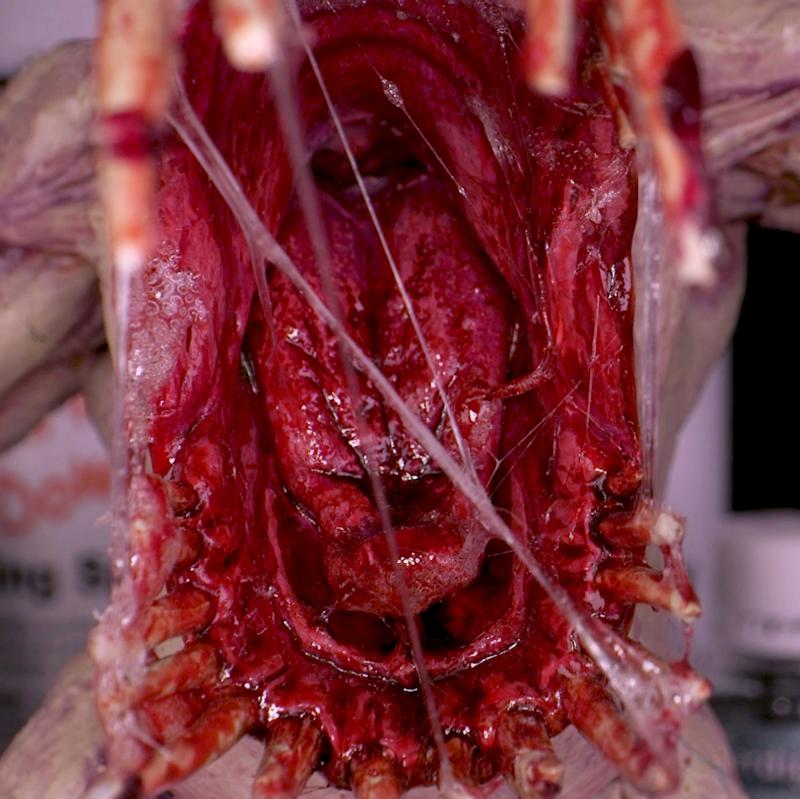 Dirty Down: Gore – 15ml